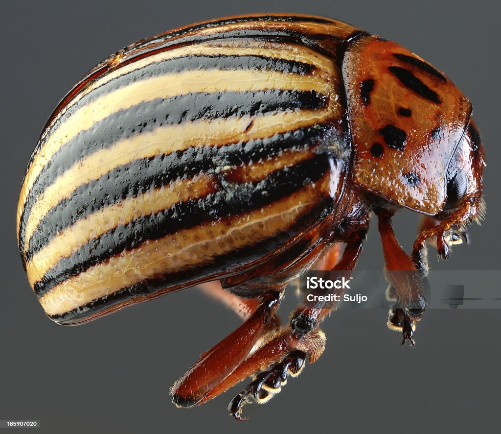 Colorado Beetle Macro ritaglio - Foto stock royalty-free di Animale