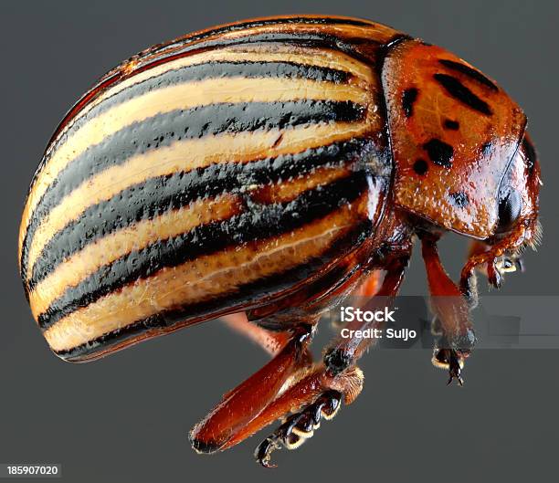 Colorado Beetle Macro Ritaglio - Fotografie stock e altre immagini di Animale - Animale, Animale nocivo, Close-up