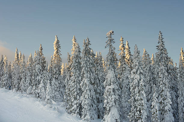 夜の人気の雪で覆われたノルウェースプルースの木 - telemark skiing ストックフォトと画像