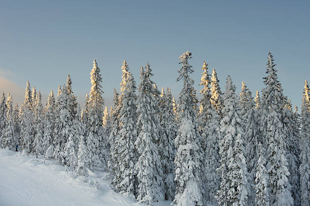 istock Evening sun hits snow-covered Norway spruce trees 185907789