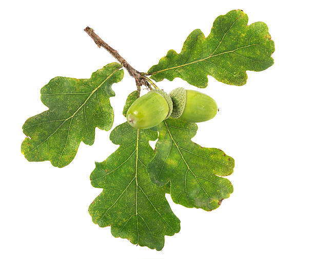 istock two green acorns with four leaves 185908160