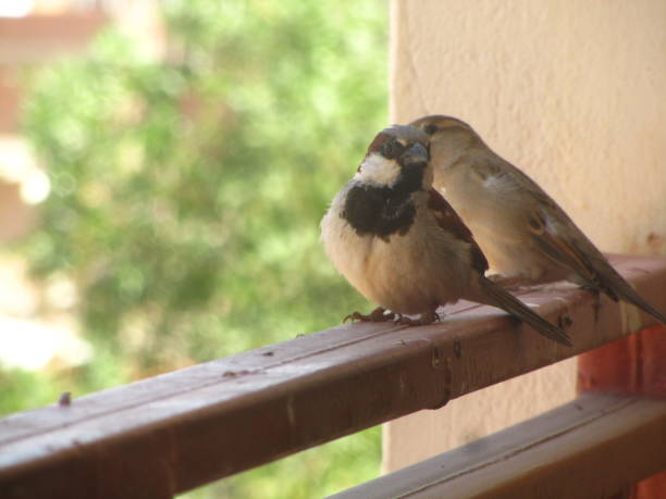 istock A Bird Duo posing as if for a cover artwork 1859087583