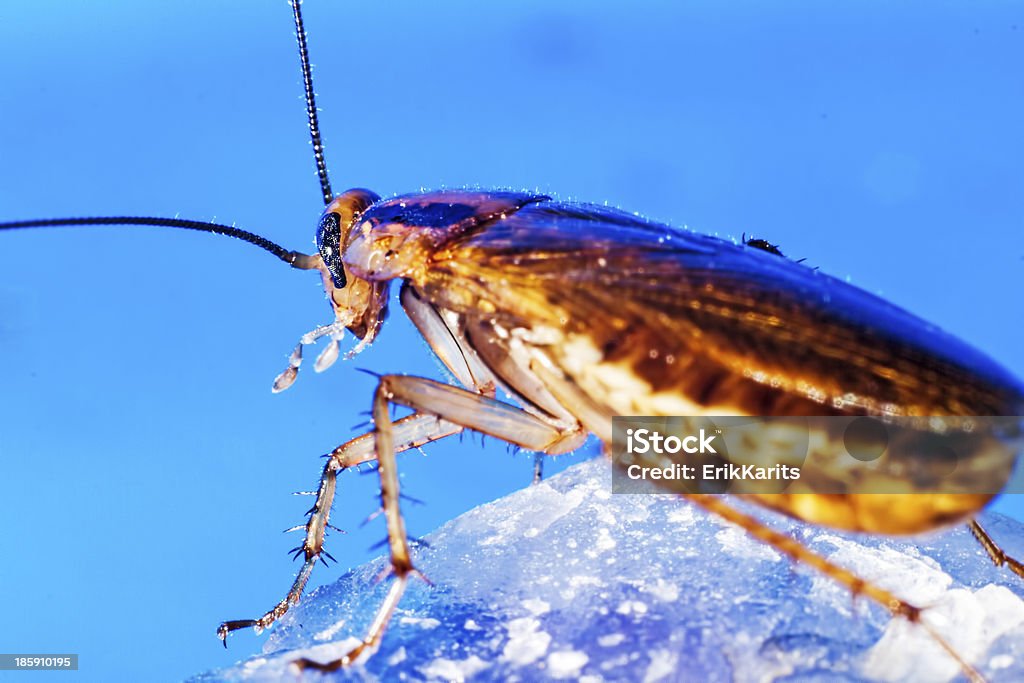 독일형 바퀴벌레 (Blattella germanica - 로열티 프리 개성-개념 스톡 사진