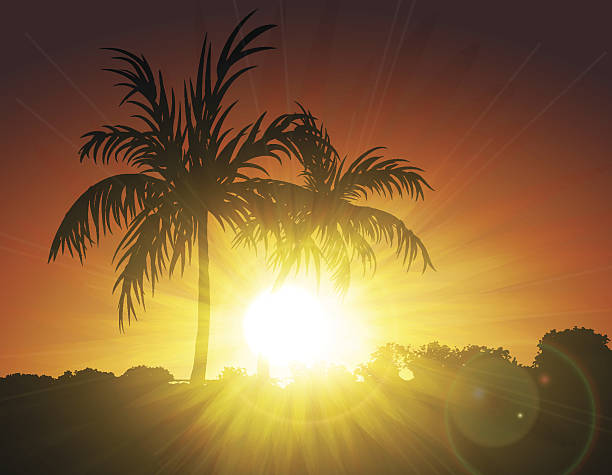 Palms on Sunset vector art illustration