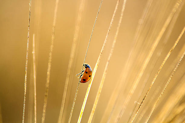 marienkäfer - - ladybug wheat nature insect stock-fotos und bilder
