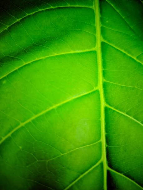 istock photos of leaves, leaves from the ketapang tree, textures and patterns 1859104144