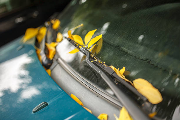 istock Yellow leaves on dirty car windshield 185910488