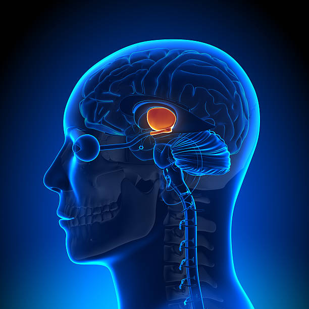 istock Brain Anatomy - Hippotalamus 185910631
