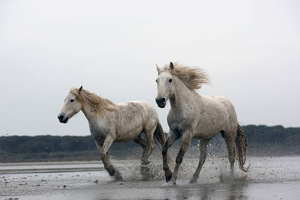 istock Camargue white horse 185910701