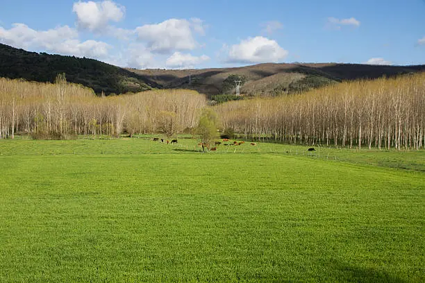Spring landscape green fields and meadows with grazing cows and poplar grove. With oak hill background - Spring landscape of green fields and meadows with grazing cows and poplar grove. With oak bottom