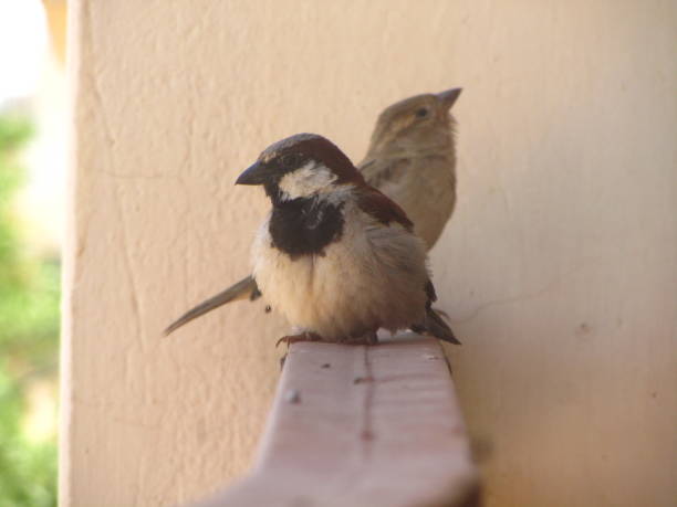 istock A Bird Duo posing as if for a cover artwork 1859111318