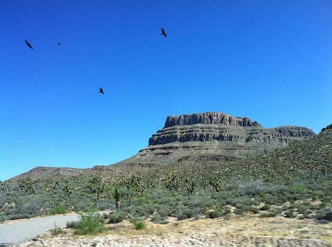 Group of Ravens fly in the sky at Mojave Desert, Death Valley remote mountain, Las Vegas, Nevada, United State, June, 2015