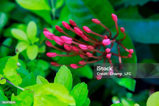 Fiore - Fotografie stock e altre immagini di Ambientazione esterna - Ambientazione esterna, Astratto, Bellezza naturale