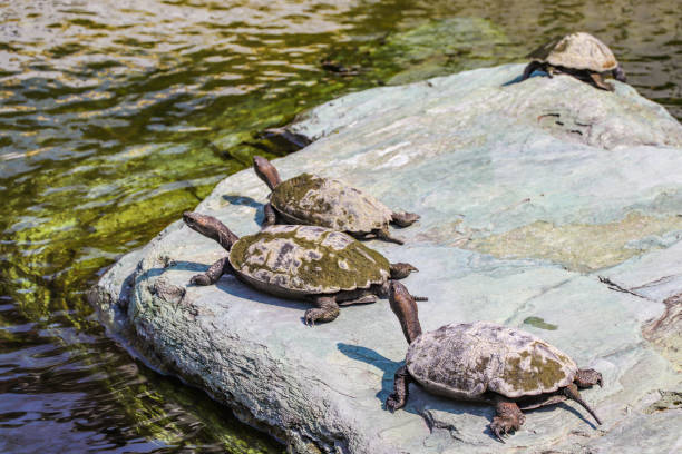 Turtles drying their shells on the rocks Turtles drying their shells on the rocks mauremys reevesii stock pictures, royalty-free photos & images