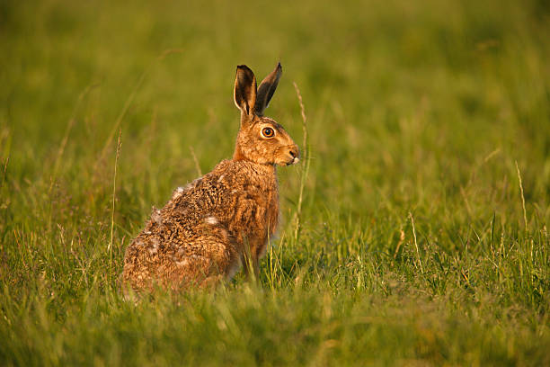 istock Brown hare, Lepus europaeus 185912689
