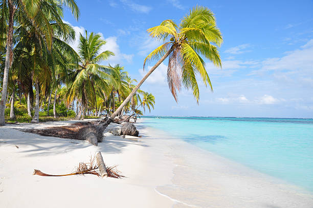 beautiful lonely caribbean beach in san blas island, panama. - san blas bildbanksfoton och bilder