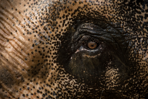 Asian Elephant eye close up with a lot of detail.