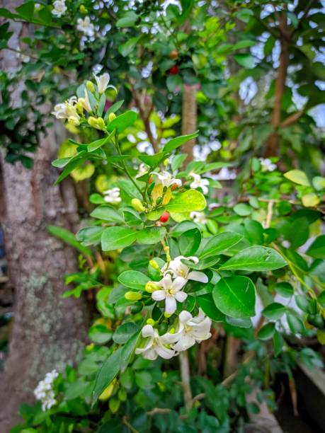istock Murraya Paniculata or Orange Jasmine. This fragrant plant in Indonesia is usually called Kemuning. Apart from being an ornamental plant, it is also often use 1859133835