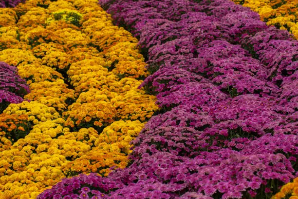 A multicolored bunch of flowers in a garden