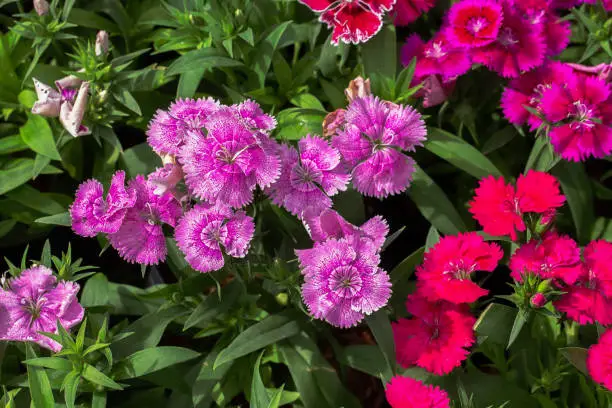 A multicolored bunch of flowers in a garden