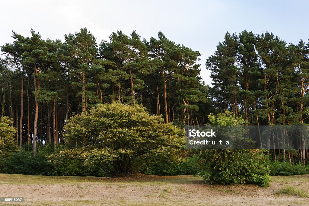 Paisaje holandés en la noche - Foto de stock de Aire libre libre de derechos