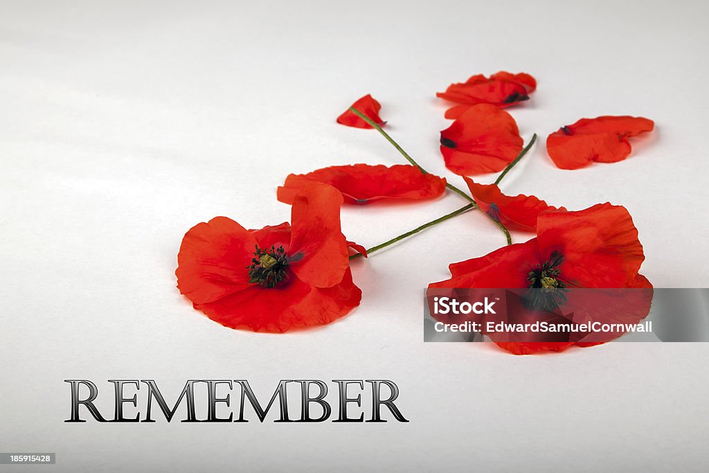 Poppies por día del recuerdo, recuerde - Foto de stock de Día británico del armisticio libre de derechos