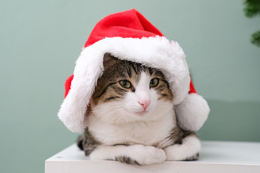 Home pet, cute cat in Christmas red hat is sitting on shelf.