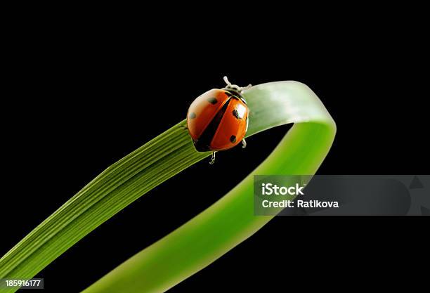 Photo libre de droit de Coccinelle Sur Lherbe banque d'images et plus d'images libres de droit de Biologie - Biologie, Botanique, Brin d'herbe