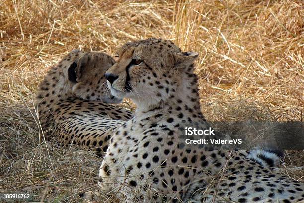 Cheetah Brothers Foto de stock y más banco de imágenes de Acostado - Acostado, Aire libre, Alerta