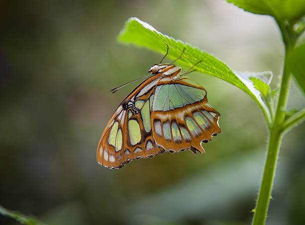 「malachite バタフライ（siproeta stelenes ) - malachite butterfly ストックフォトと画像