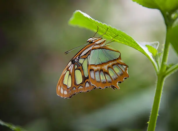 malachite butterflies (Siproeta stelenes) on leaf