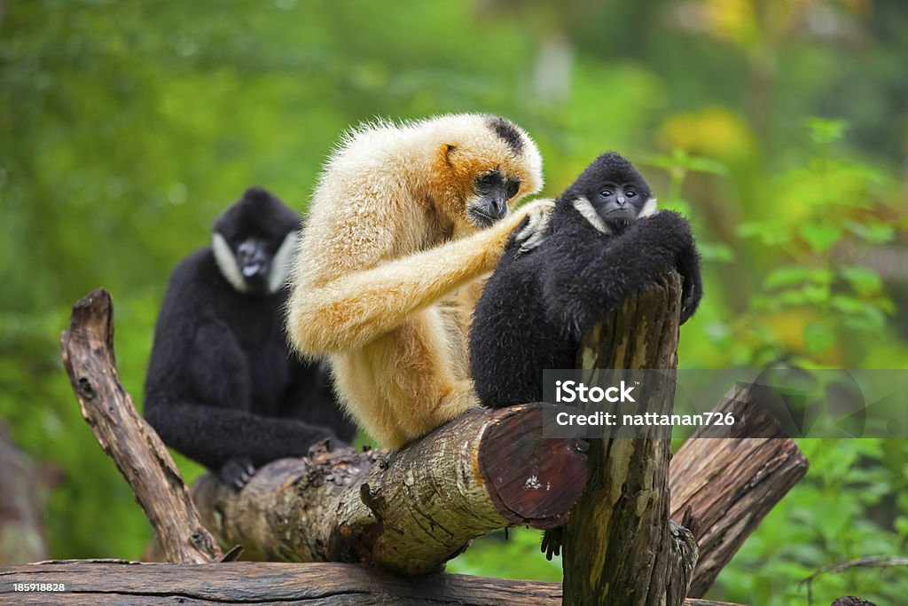 Gibbon Stock Photo - Download Image Now - Hoolock Gibbon, Animal, Animal  Wildlife - iStock