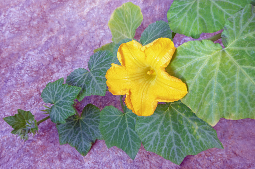 Green leaves and yellow flower of pumpkin. Natural stone background. Copy space