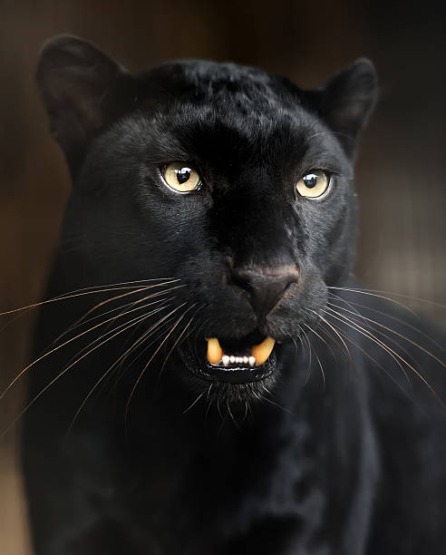 istock Portrait of Leopard 185919396