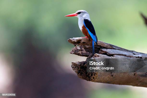 Weißkappen Kingfisher Kenia Afrika Stockfoto und mehr Bilder von Afrika - Afrika, Baum, Eisvogel