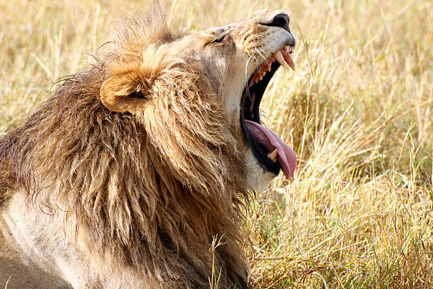 istock African Lion Yawning 185920016
