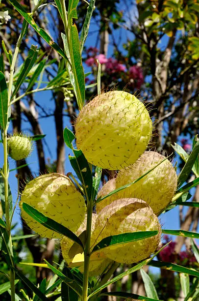 Close-up shot of a blooming balloonplant (also known as swan plant or Asclepias physocarpa) in summer against the blue sky. A species of milkweed native to southeast Africa.