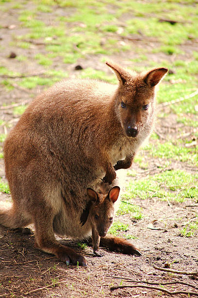 Kangaroo with Joey stock photo