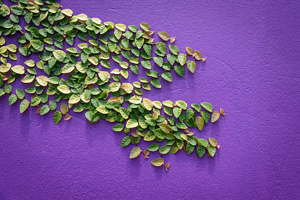 istock Ficus pumila on purple wall 185921065