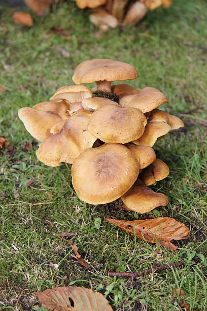 istock Group of mushrooms 185921204