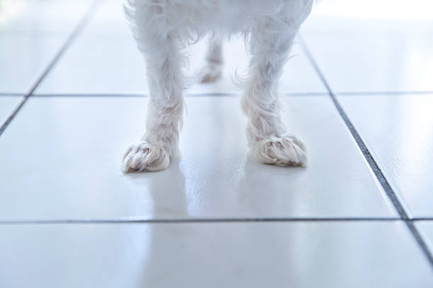 little dog's little feet