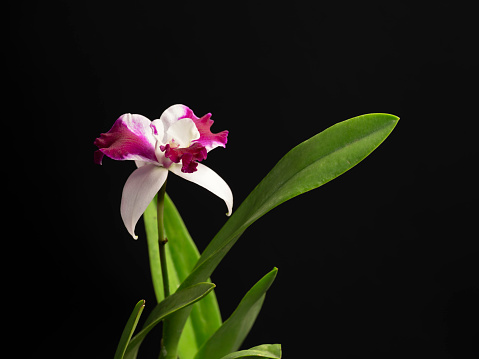 Beautiful Orchid flowers with drops on a dark background. Space for copy.