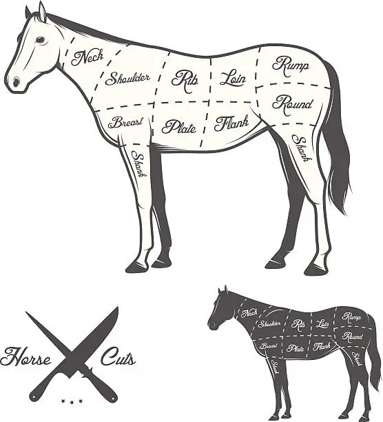 Vector illustration of Butchers cuts of horse diagram