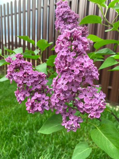 istock Lilac flower tree in the garden 1859236090