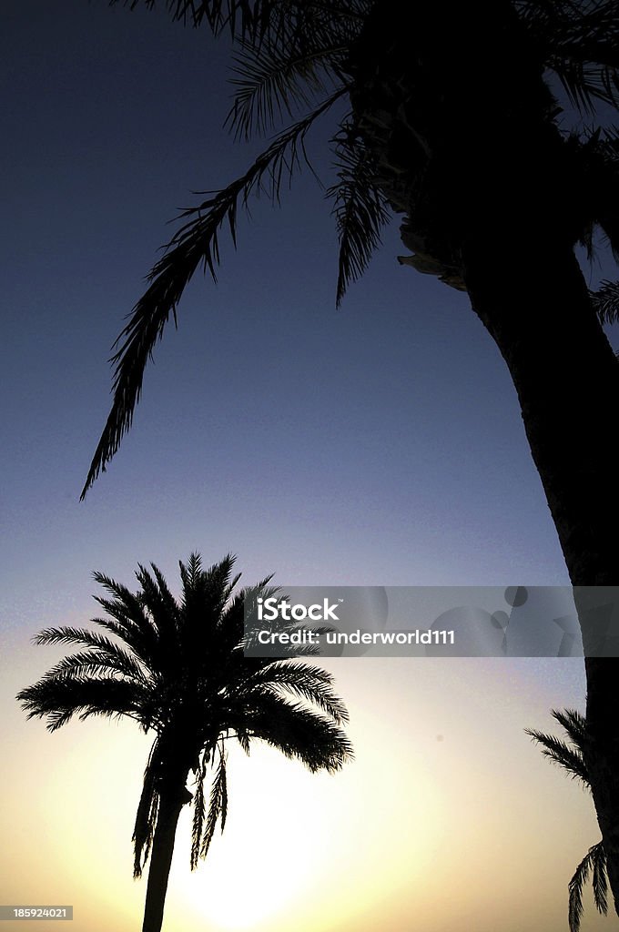 Silhouetted Palm - Foto stock royalty-free di Alba - Crepuscolo