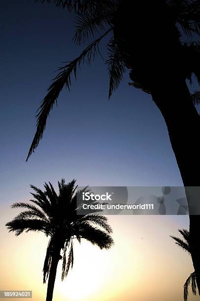 Silhouetted Palm - Fotografie stock e altre immagini di Alba - Crepuscolo - Alba - Crepuscolo, Albero, Albero tropicale