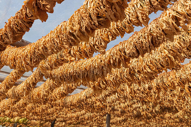 istock Tobacco leaves hanged to dry 185924252