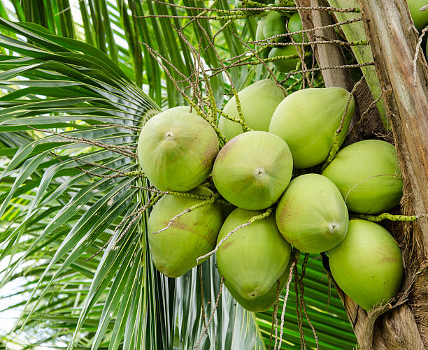 istock Cluster of coconut 185924397