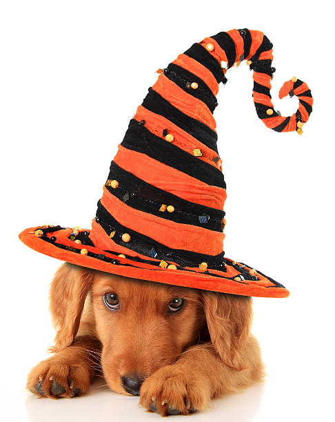 istock A cute Halloween puppy On a white background 185924597