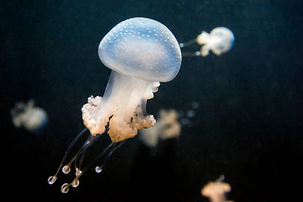istock Jellyfish swimming 185924956